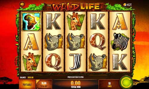 The Wild Life base game screenshot showing reels and features